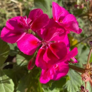 Meet your Posher, Cassandra